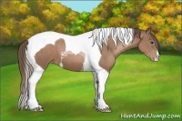 Horse Color:Black Pearl Tobiano 