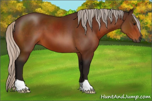 Horse Color:Gray Silver Bay 