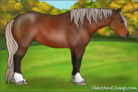 Horse Color:Gray Silver Bay 