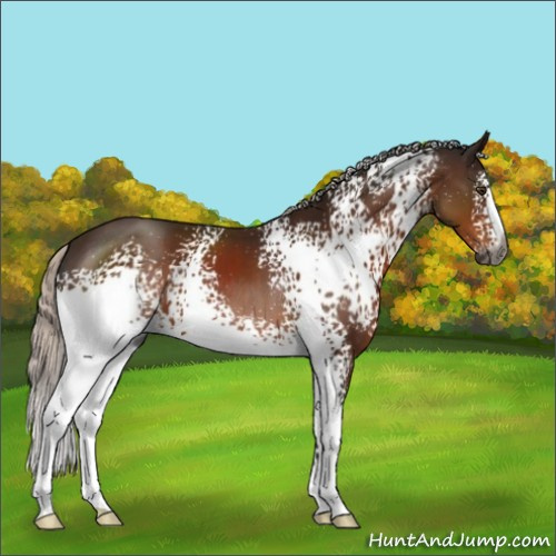 Horse Color:Gray White Spotted Silver Brown