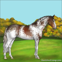 Horse Color:Gray White Spotted Silver Brown