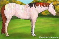 Horse Color:Bay Ice