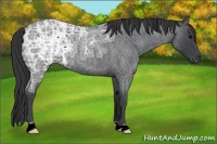 Horse Color:Blue Ice Roan 