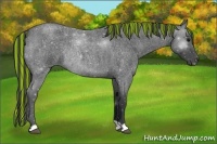 Horse Color:Painted Blue Roan Rabicano 