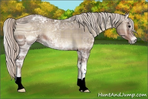 Horse Color:ERROR: UNKNOWN ANOMALY