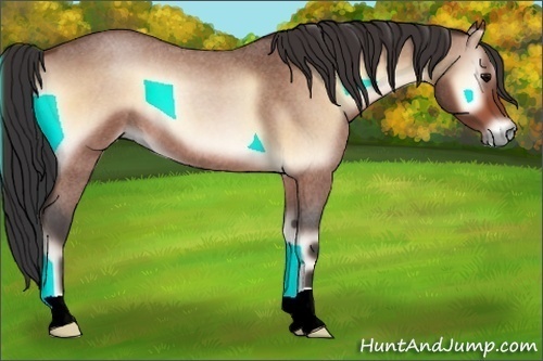 Horse Color:Bay Roan Onyx 