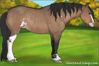 Horse Color:Brown Dun Sabino Rabicano 