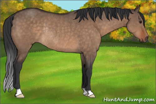 Horse Color:Brown Dun Rabicano 