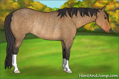 Horse Color:Buckskin Dun Rabicano
