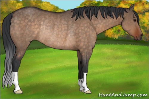 Horse Color:Brown Dun Rabicano 