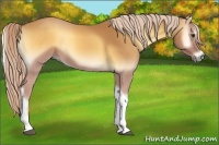 Horse Color:Palomino Onyx Tobiano 