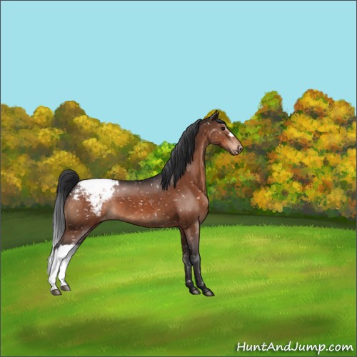 Horse Color:Brown Appaloosa 
