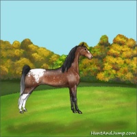Horse Color:Brown Appaloosa