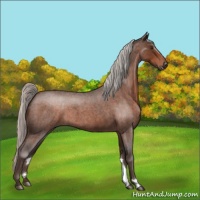 Horse Color:Silver Brown Roan 