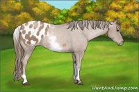 Horse Color:White Spotted Black Pearl Appaloosa