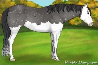 Horse Color:Black Splash 