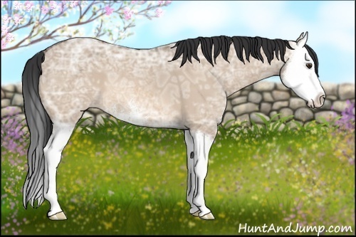 Horse Color:Bay Ice Dun Sabino Splash 