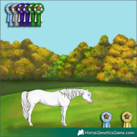 Horse Color:Gold Cream Champagne Appaloosa 