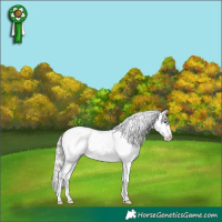 Horse Color:Silver Bay Appaloosa 