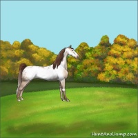 Horse Color:Amber Champagne Dun Frame Appaloosa 