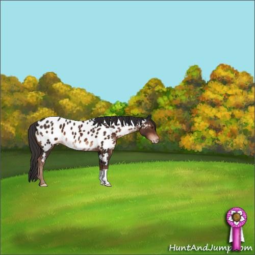 Horse Color:Liver Chestnut Appaloosa