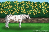 Horse Color:Buckskin Appaloosa