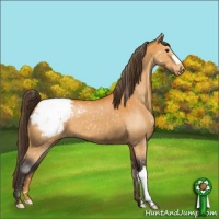 Horse Color:Buckskin Appaloosa 
