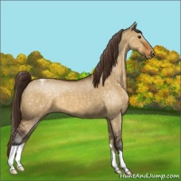 Horse Color:Buckskin Dun Appaloosa
