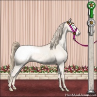 Horse Color:Perlino Snowcap 