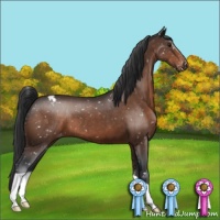 Horse Color:Bay Appaloosa