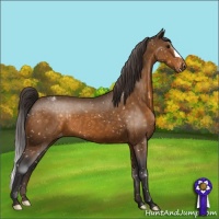 Horse Color:Buckskin Appaloosa 