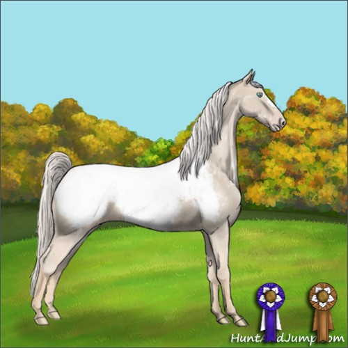 Horse Color:Cremello Appaloosa 