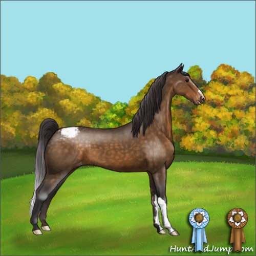Horse Color:Buckskin Appaloosa 