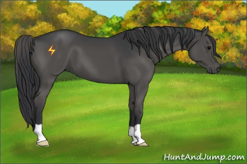 Horse Color:Grullo 