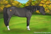 Horse Color:Grullo 