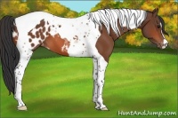 Horse Color:Bay Tobiano Appaloosa 