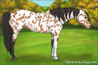 Horse Color:Bay Appaloosa 