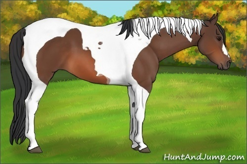 Horse Color:Bay Tobiano 