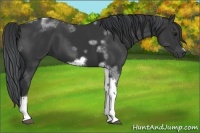 Horse Color:Black Tobiano Frame