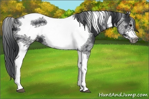 Horse Color:Black Tobiano Frame 