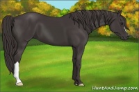 Horse Color:Smoky Black