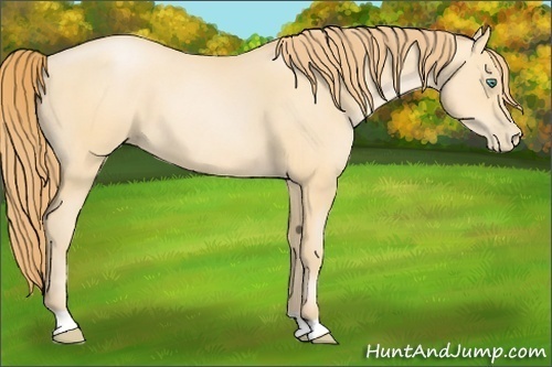 Horse Color:Smoky Black Pearl 