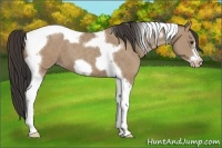 Horse Color:Classic Champagne Tobiano Frame 