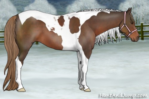 Horse Color:Liver Chestnut Tobiano 