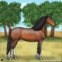 Horse Color:Brown Sabino 