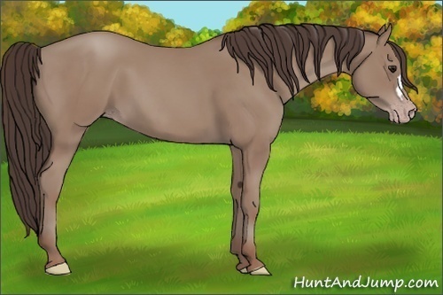 Horse Color:Classic Champagne