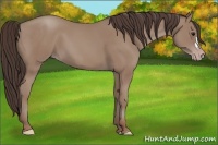 Horse Color:Classic Champagne 