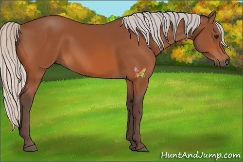 Horse Color:Silver Bay 