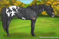 Horse Color:Black Frame Appaloosa 