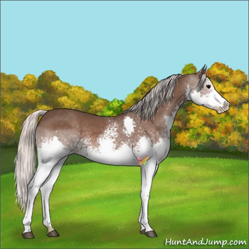 Horse Color:White Spotted Silver Black Splash 
